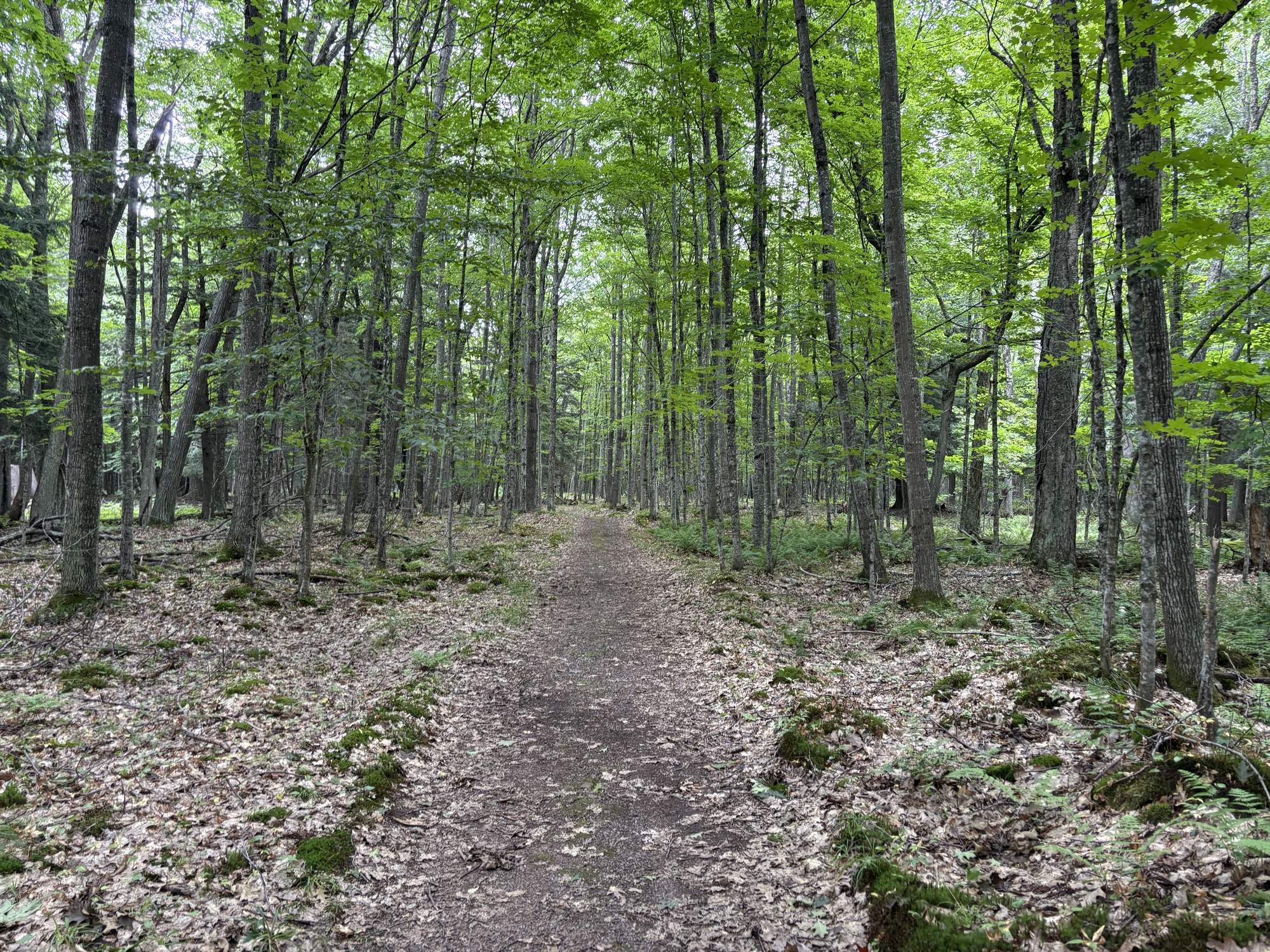 Finding your path through AI complexity