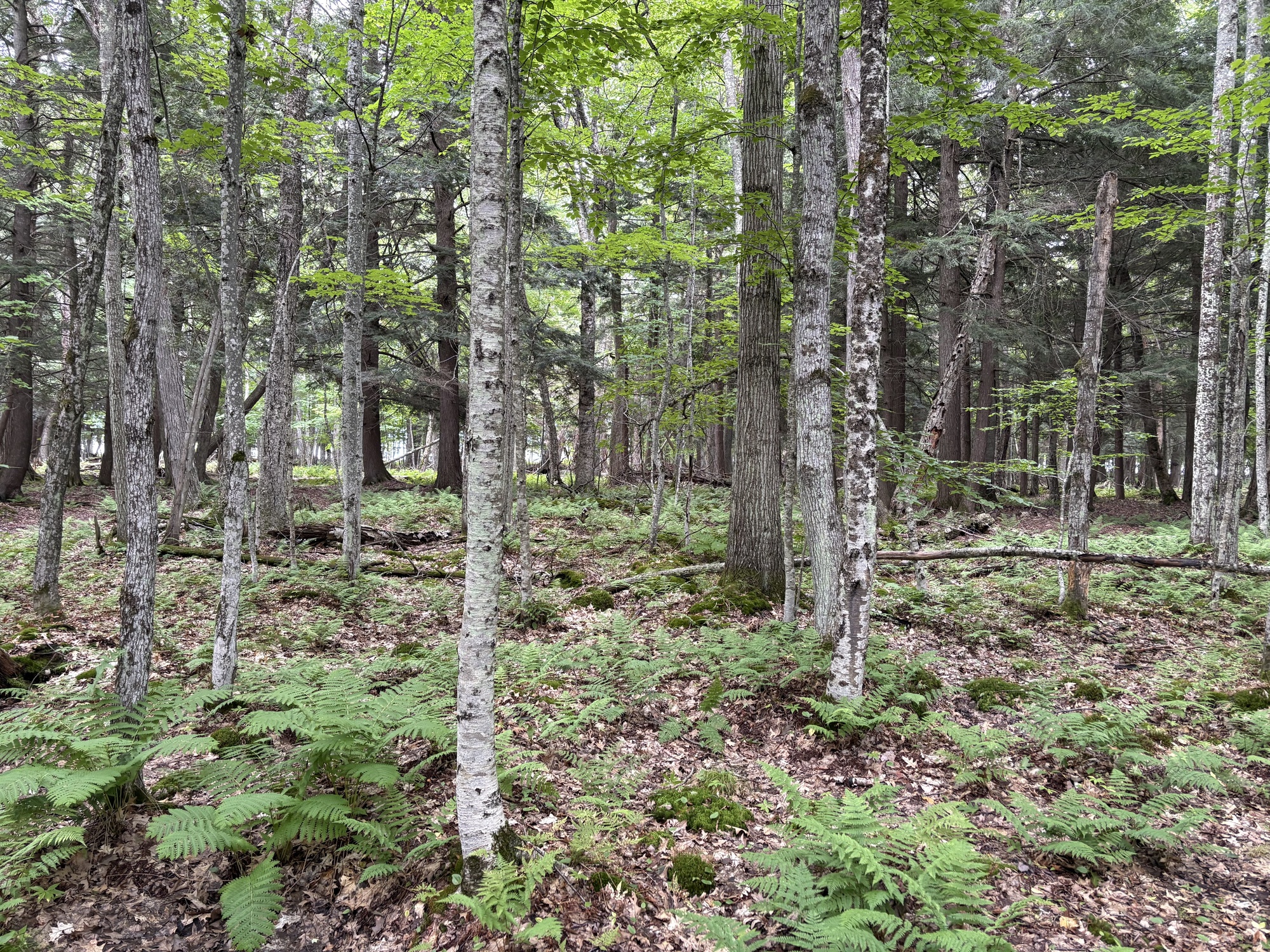 Feeling lost in the woods of AI?